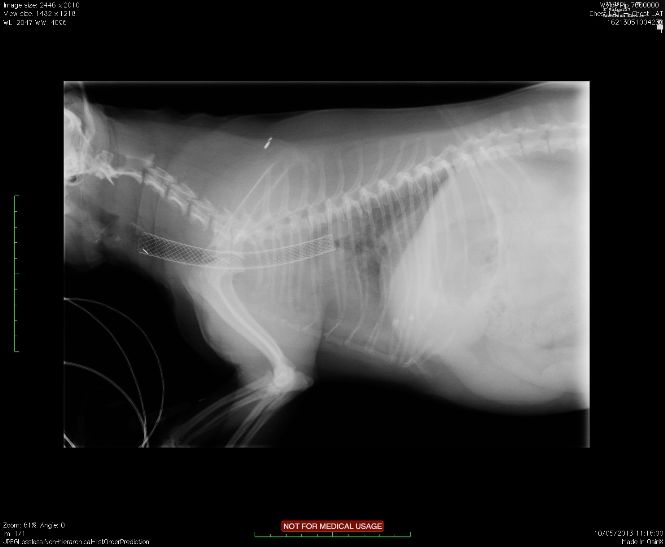 Dog with tracheal stent